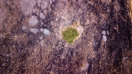 Drone view on a green tree on a post Forest fire-scorched land.