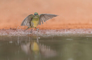 Beautiful female painted Bunting in Texas	
