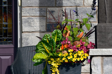 A beautiful autumn mixed container of annuals, rainbow chard and saliva.