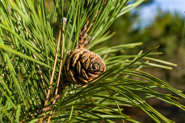 Branch of Pine Tree with needles and Pine Cone. Pine tree in the sunny forest