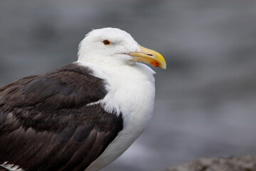 A Great Black Backed Seagull