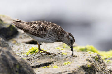 A Least Sandpiper