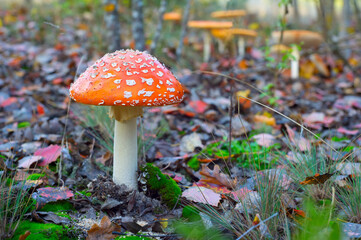 Amanita mushroom autumn forest close-up
