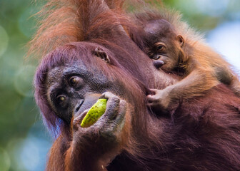 Orangutans in Sepilok, Sabach Borneo Malaysia © Lukas