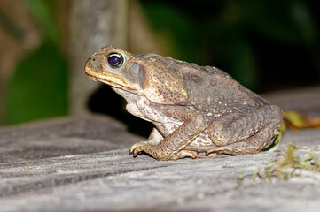 Cane toad (Bufo marinus) in Carara National Park, Costa Rica