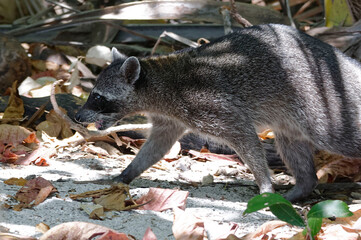 Raccoon (Procyon sp) in Carara National Park, Costa Rica