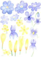 Fototapeta na wymiar Watercolor set of yellow and blue spring flowers