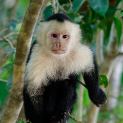 White-throated Capuchin (Cebus capicinus) at Manuel Antonio Park, Costa Rica