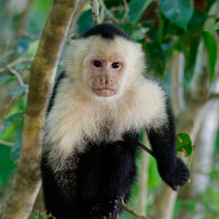 Naklejka premium White-throated Capuchin (Cebus capicinus) at Manuel Antonio Park, Costa Rica