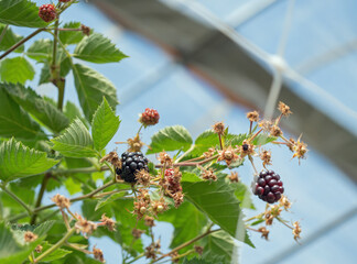 Brombeeren am Strauch am Spalier in einem Folientunnel