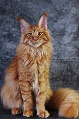 Fototapeta na wymiar Beautiful Red Maine Coon Cat sitting with large ears and furry tail looking in camera 