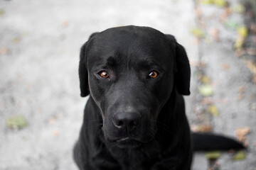 black Labrador looks at the camera