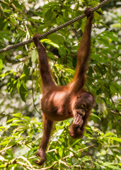 Orangutans in Sepilok, Sabach Borneo Malaysia © Lukas