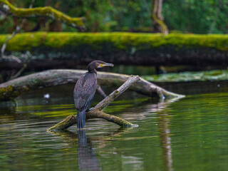 Cormoran