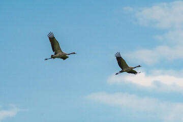 Obraz premium Kranich