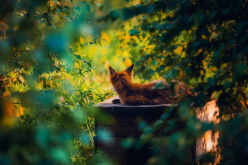 Fox in the summer outdoors among the greenery on a sunny day