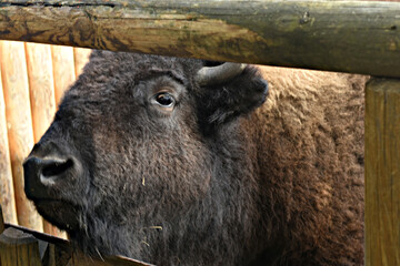 The bison calf's head is visible through the fence.