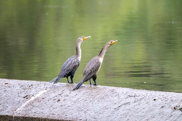 Comorants Sitting on Concrete Dam