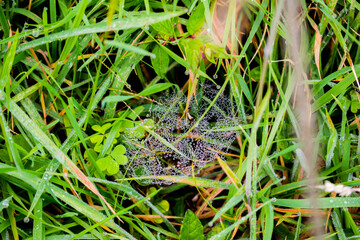 telaraña