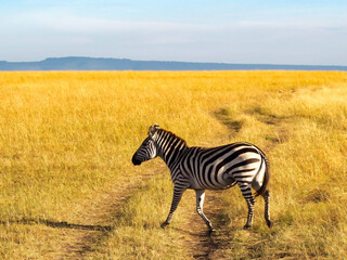Zebra in a savanna in Masai Mara National Park