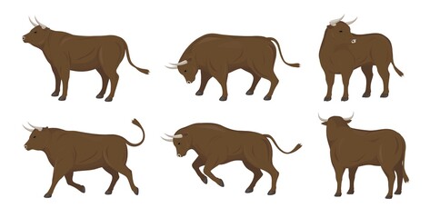 Set of bulls in different poses.Vector illustration isolated on white background.