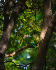 pájaro en la naturaleza