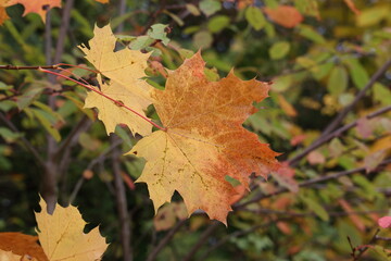 Bright maple leaves on a tree in autumn