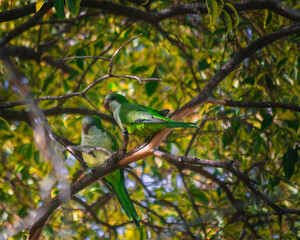 pájaro en la naturaleza