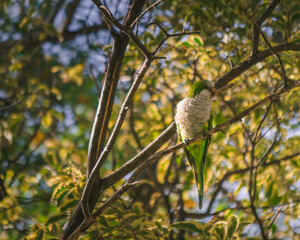 pájaro en la naturaleza