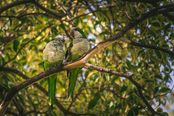 pájaro en la naturaleza