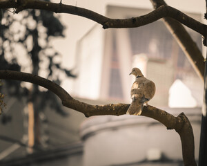 pájaro en la naturaleza