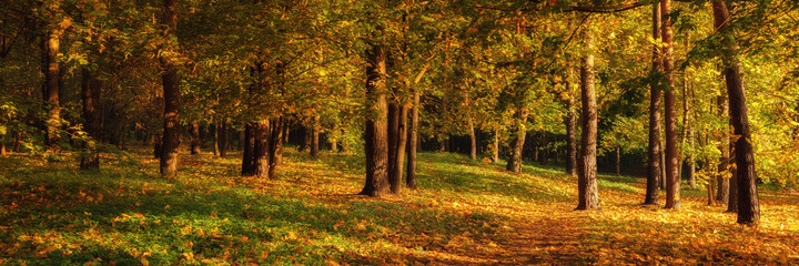 wide panoramic view of the autumn morning hilly park with deciduous trees and fallen leaves. gold autumn. colorful bright colors of october