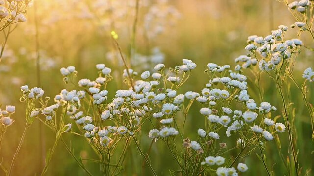 Daisy fleabane sunrise slow motion