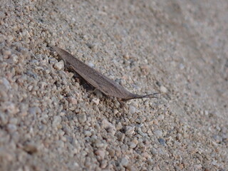 オンブバッタ　Atractomorpha sp