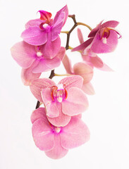 Naklejka na ściany i meble branch with pink Orchid flowers on a white background