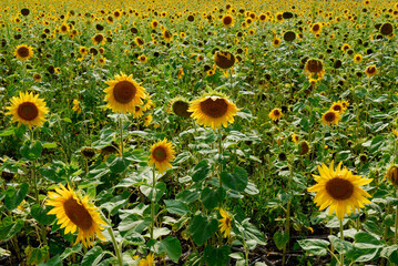 Fototapeta premium Field of backlit sunflower plants