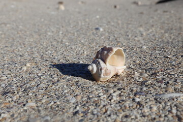 shell rapan on the sand