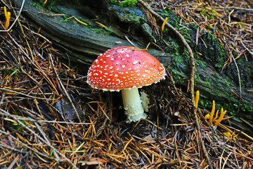 Fliegenpilz von der Seite