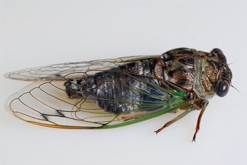 Straight side view of cicada buzzing insect on white background