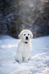 golden retriever puppy sitting in the snow outdoors