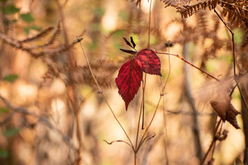 Lonely red autumn leaves on a bransch.