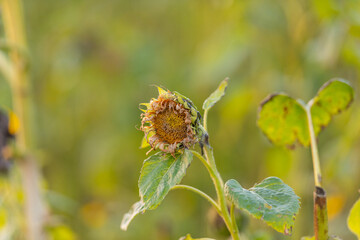 Sad sunflower in a field at sunset.