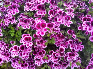 Pink Geranium - blühende Pracht