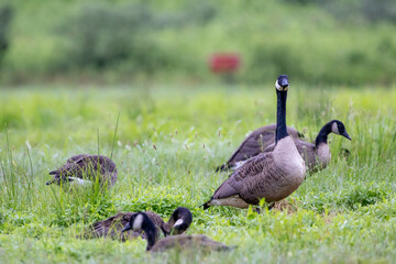 Canada Geese in a Field