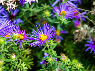 purple and yellow flowers