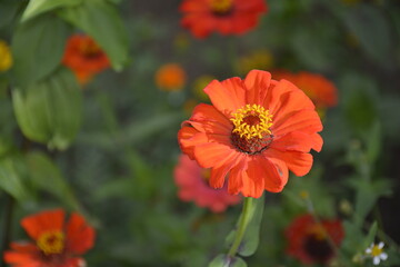 Flor bella del sur de México.