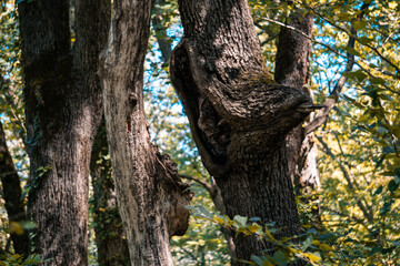 tree in the forest