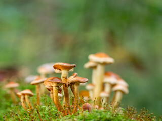 on one rotten mossy old tree trunk grow many small tree fungi in autumn