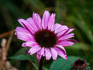 pink flower