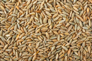 Raw rye grains as a background. Rye texture.